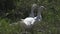 White domestic goose in a meadow