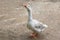 White domestic goose on the sand. A genus of waterfowl of the duck family, the order geese