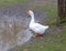 A white domestic goose stands on the Bank of a pond on the ground in the village