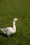 White domestic goose walks alone in the summer