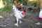 White domestic hen rooster in a small backyard farm in the countryside.