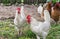 White domestic hens walk in the corral and look for food