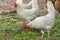 White domestic hens walk in the corral and look for food in the grass