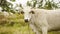 White domestic horned cow on tropical island