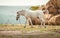 White domestic horse on the farm field in front of hay bales