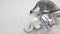 White domestic kitten playing home with toy. Cute mother Cat is playing together with kitten on white floor. Slow motion