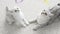 White domestic kitten playing home with toy. Cute mother Cat is playing together with kitten on white floor. Slow motion