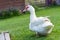 White domestic organic duck goose bio farm