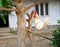 White Domestic Rooster with Red Comb sitting on Branch of a Tree in an Indian Village