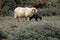 White domestic sheep walking on a grassy field alongside a young child