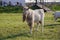 White domestic stylish goat with beard at farm