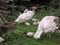 White domestic turkeys grazing on the grass