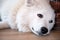 White domesticated arctic wolf lying down and resting on the floor