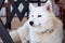 White domesticated arctic wolf lying down and resting on the floor