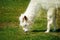 White domesticated llama recently shorn eating chewing green grass. Sunny summer day, selective focus. Space for copy.