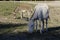 White donkey in Asinara island in Sardinia Italy