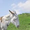 White Donkey in a Beautiful Meadow