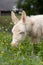 White donkey foal