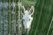 White donkey hiding in baja california sur giant cactus in desert