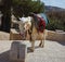 The white donkey in Jerusalem