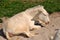 White donkey lying on a piece of sand