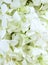White Doritaenopsis Orchid Flowers or Phalaenopsis Background