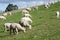 White Dorper herd of sheep lambs grazing hill