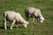 White Dorper sheep lambs grazing