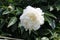 White double flower of Paeonia lactiflora cultivar Henry Sass close-up. Flowering peony plant in garden