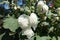 White double-flowered common hollyhock in full bloom