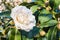 White double-flowered hybrid camellia flower