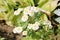White double flowers of Achillea ptarmica or European pellitory