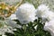 White double flowers of Paeonia lactiflora cultivar Baroness Schroeder. Flowering peony