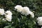 White double flowers of Paeonia lactiflora cultivar Henry Sass. Flowering peony plant in garden