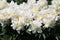 White double flowers of Paeonia lactiflora cultivar Top Brass. Flowering peony