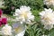 White double flowers of Paeonia lactiflora cultivar Top Brass. Flowering peony