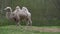 White double-humped camel close-up, spring evening