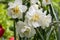 White double narcissus poeticus in bloom