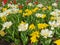 White double tulips with a yellow center on a bed of yellow tulips.The festival of tulips on Elagin Island in St. Petersburg