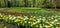 White double tulips with a yellow center on a bed of yellow tulips. The festival of tulips on Elagin Island in St.Petersburg