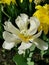 White double tulips with a yellow center on a bed of yellow tulips. The festival of tulips on Elagin Island in St.Petersburg