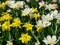 White double tulips with a yellow center on a bed of yellow tulips. The festival of tulips on Elagin Island in St. Petersburg