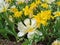 White double tulips with a yellow center on a bed of yellow tulips. The festival of tulips on Elagin Island in St. Petersburg