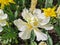 White double tulips with a yellow center on a bed of yellow tulips. The festival of tulips on Elagin Island in St. Petersburg