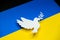 White dove as symbol of peace on ukraine flag. Pace in Ukraine, symbol for end of the Conflict in Europe between Russia and