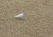 White dove on a background of sand, pebbles, isolated white pigeon