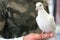 White dove bird Pigeon stands on men`s hand