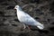 White dove on the black beach