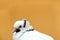 White dove with black patterns on the head. The head was close-up. Background orange rente wall. His eye's black