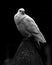 A white dove. Black and white photo
